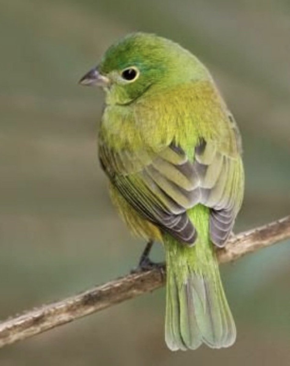 Зелёный овсянковый Кардинал