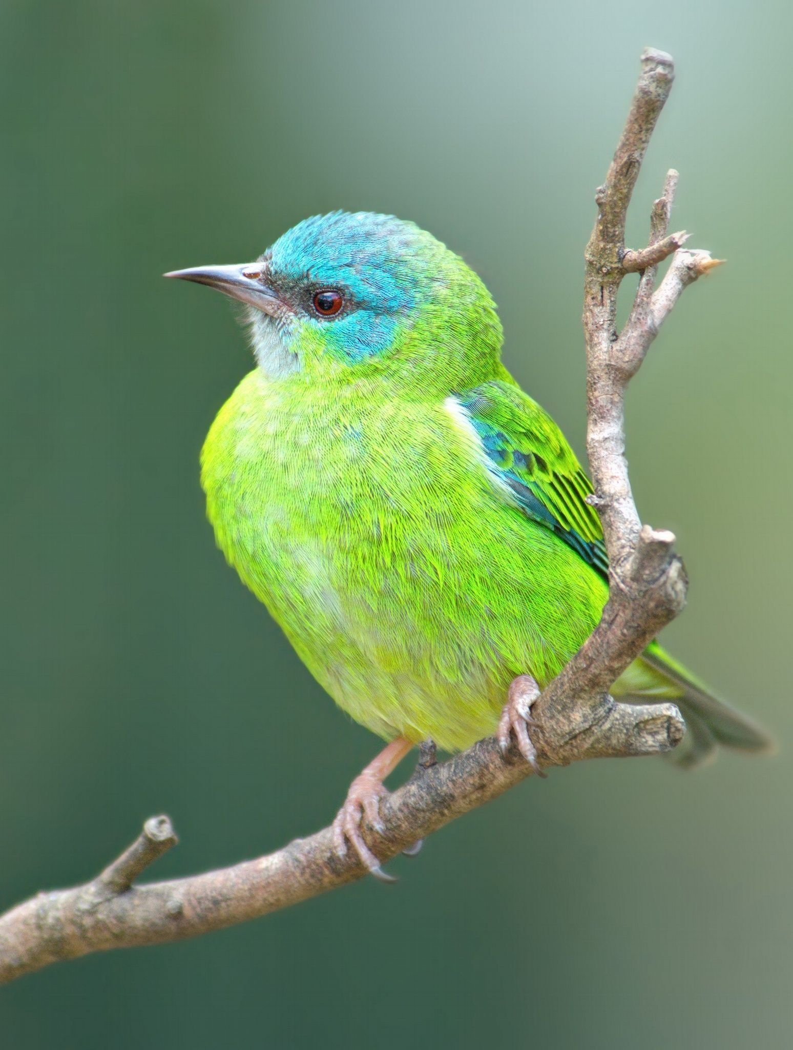 Птица сине зеленого цвета. Зелёный САИ птица танагровых. Желтобрюхий танагр. Зеленоголовая танагра. Танагра бирюзовая.