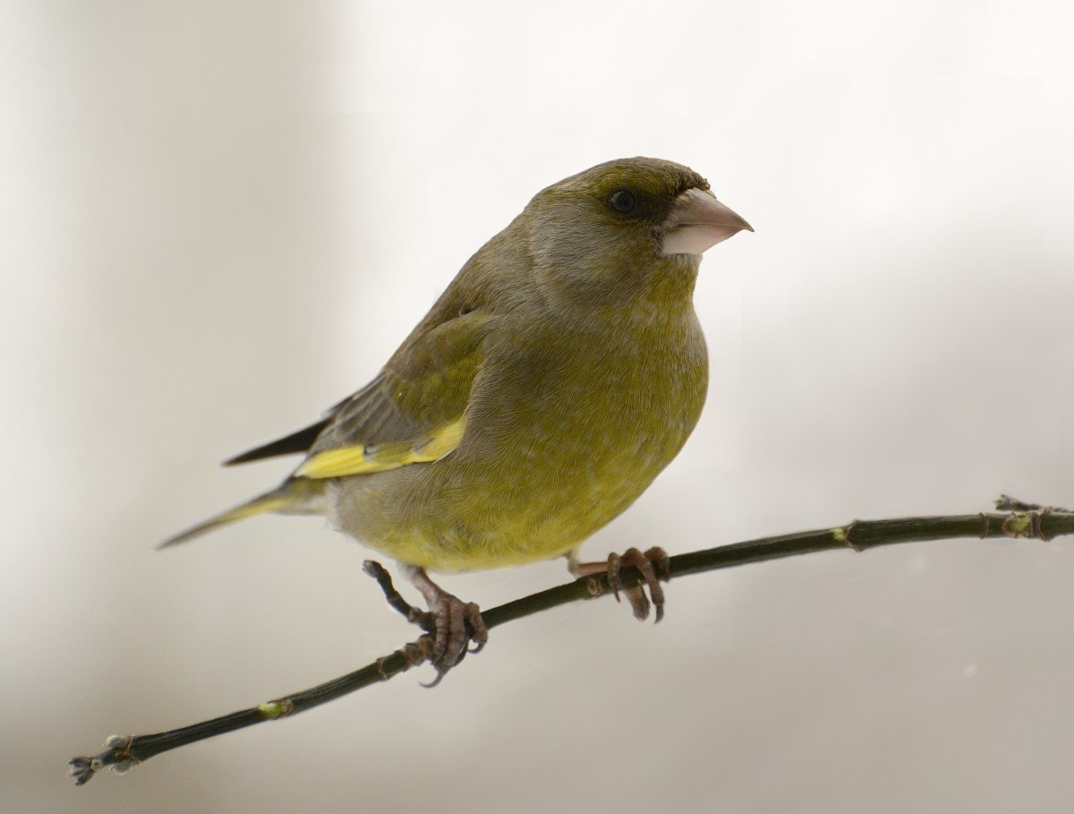 Зеленушка птица в Подмосковье