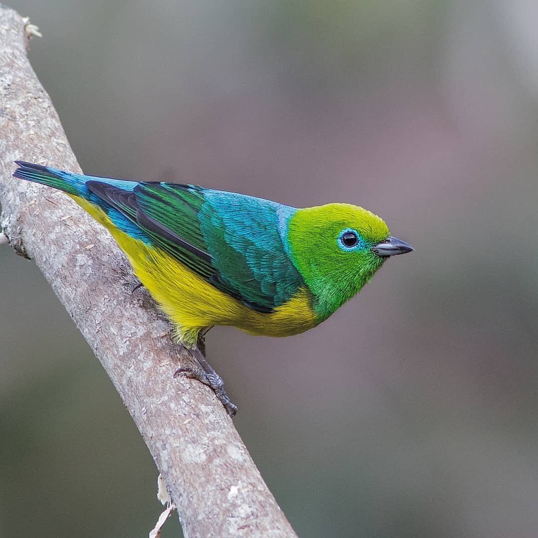 Гималайская синица