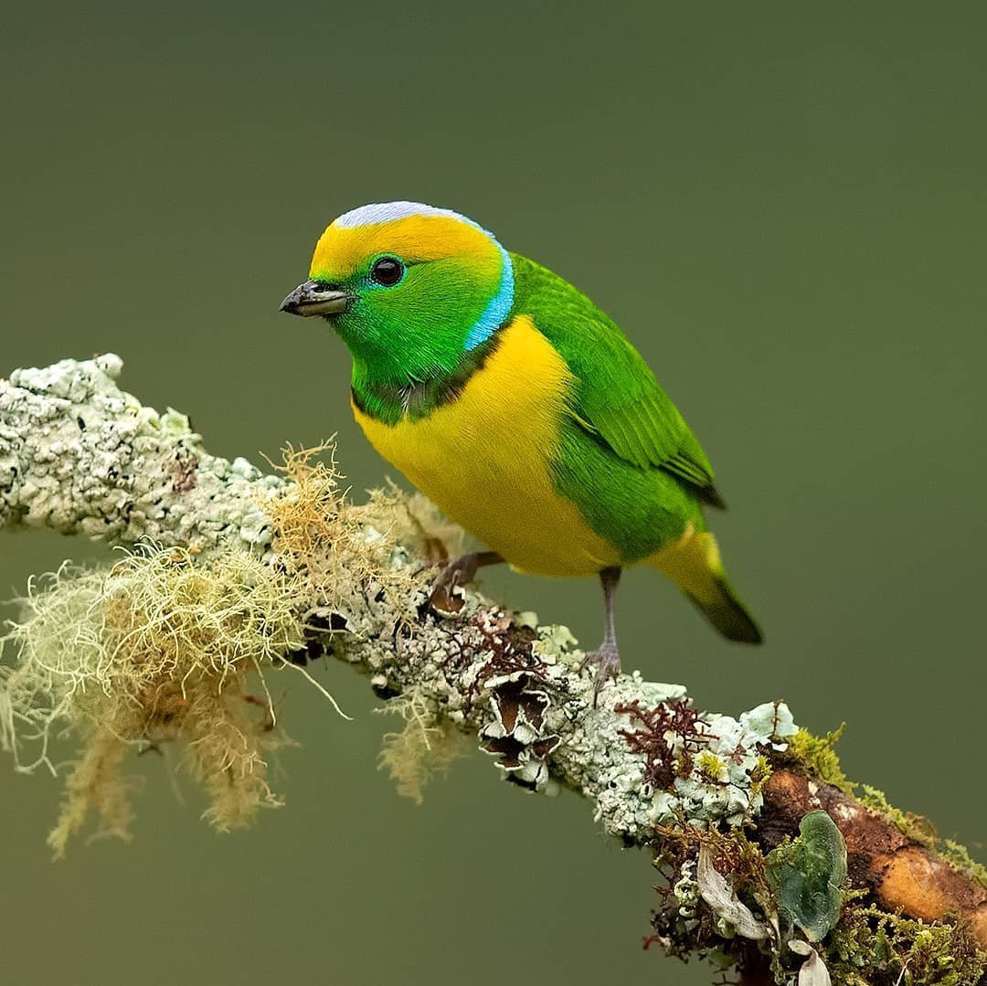 Зелёный органист