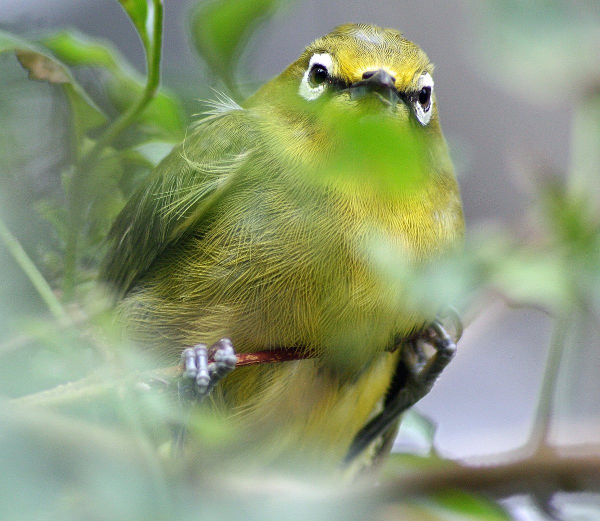 Лесная канарейка