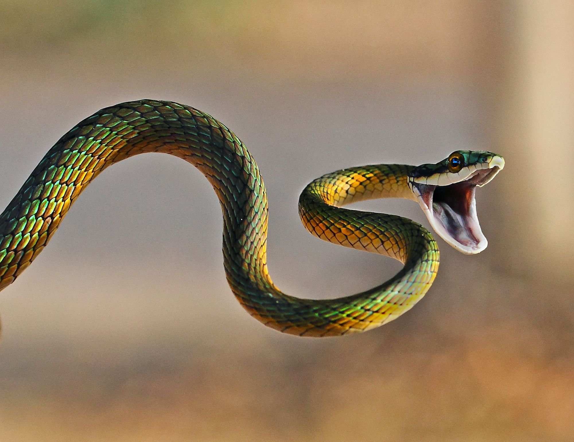 Нападение змеи