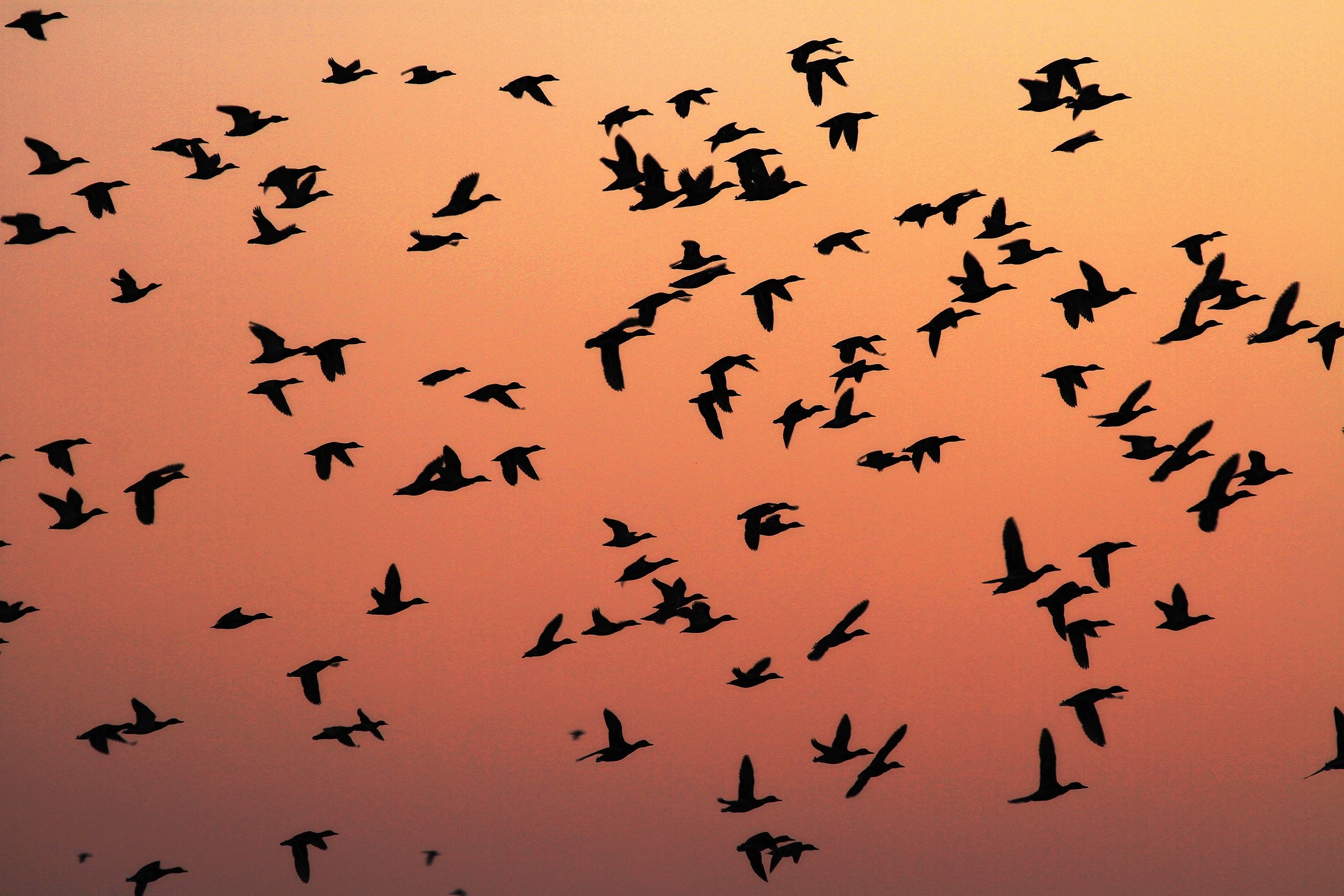 Жизнь мигрирующих птиц. Миграция птиц. Пролёт птиц. Миграция животных и птиц. Мигрирующие птицы.