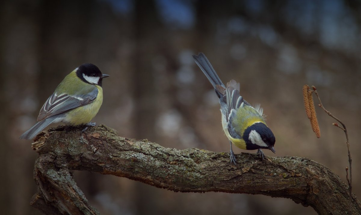 Большой птенец в гнезде