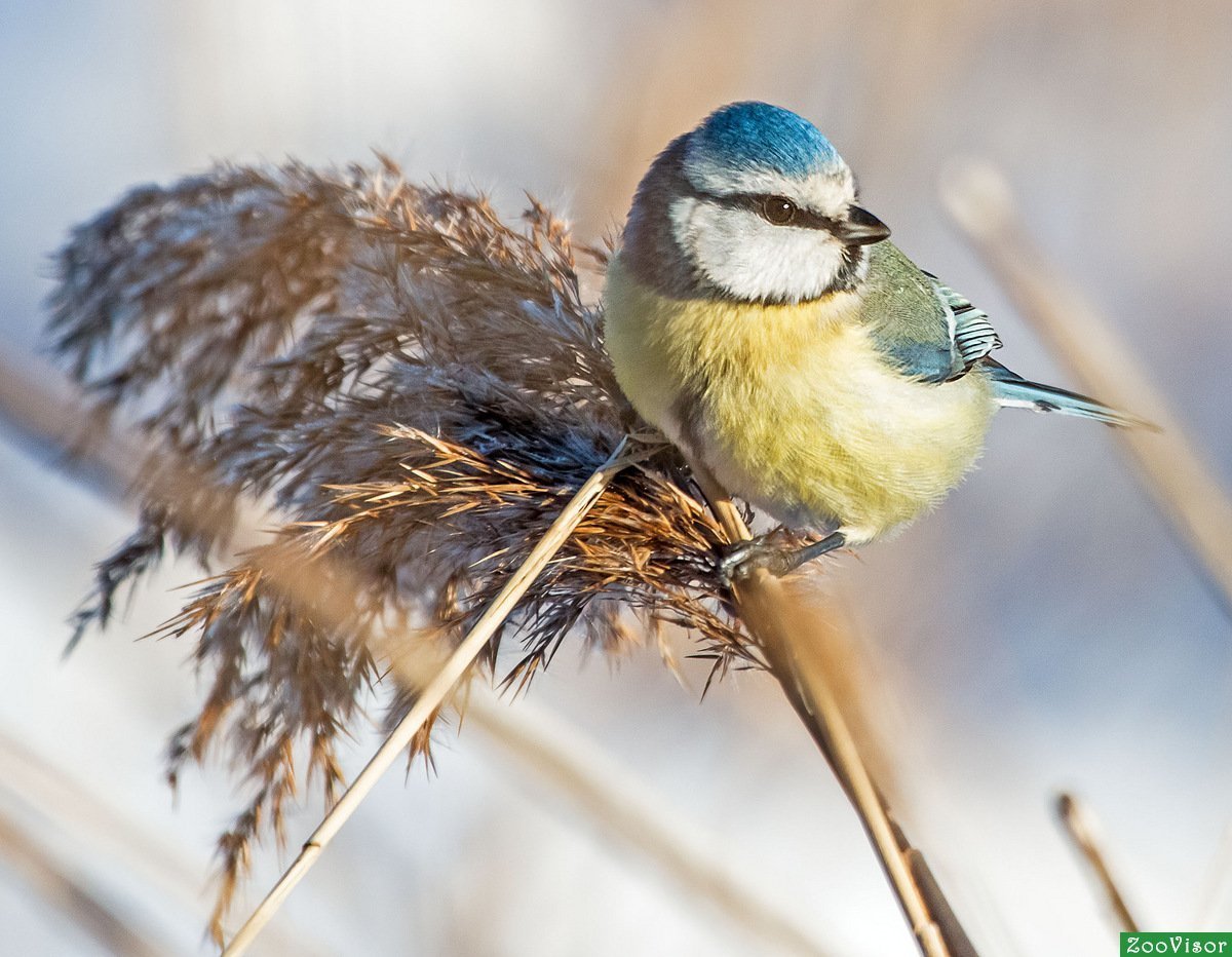 Обыкновенная лазоревка птенец