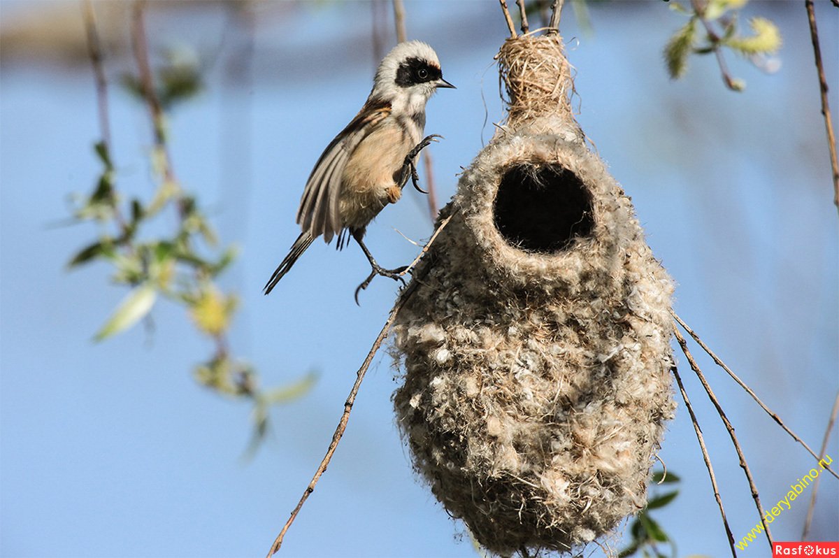 Гнездо птички Ремез для дошкольников