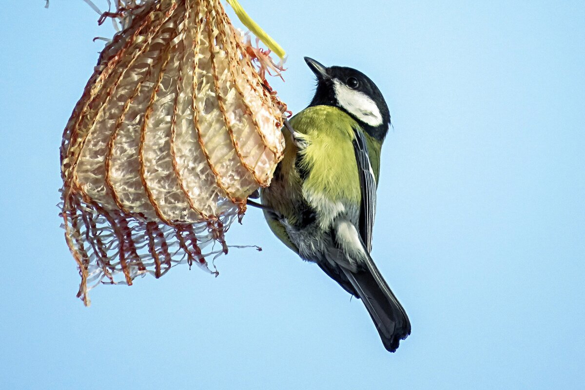 Гнездо синицы Ремез