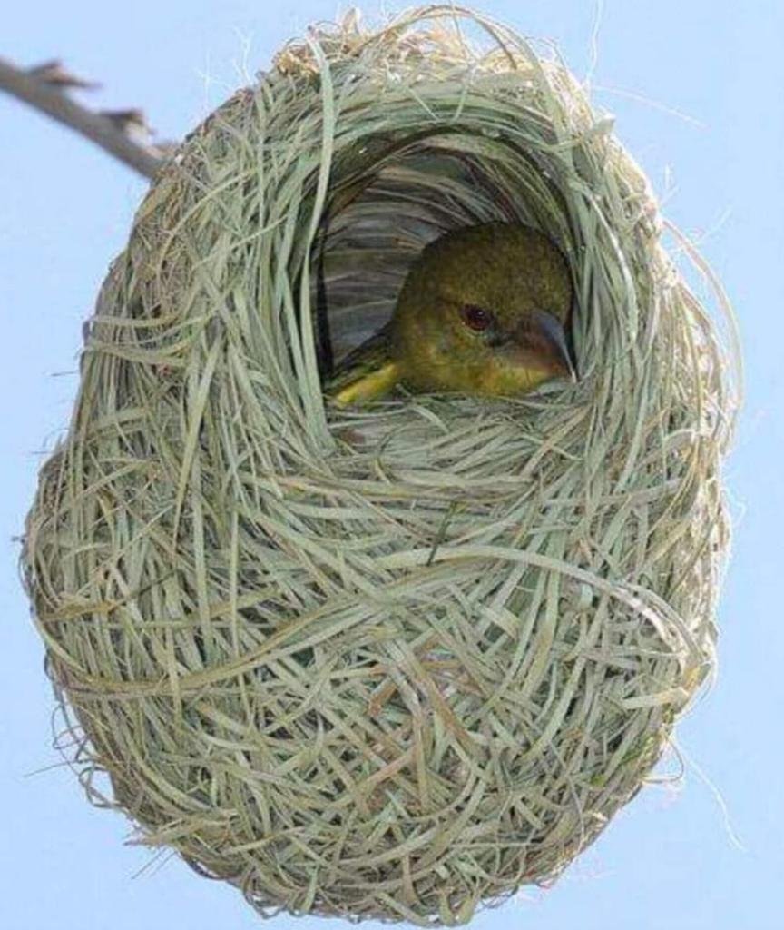 Яйца синицы в гнезде