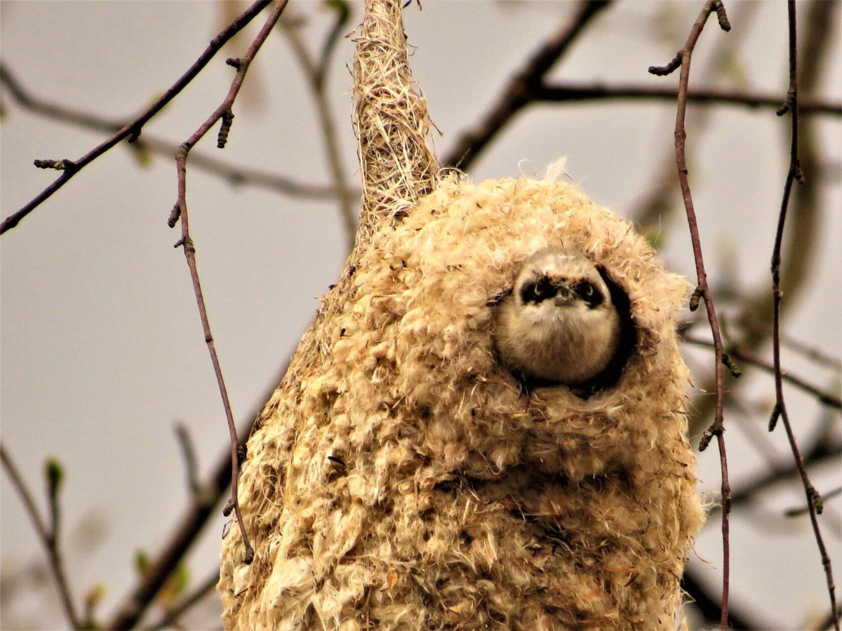 Синица птица гнездо