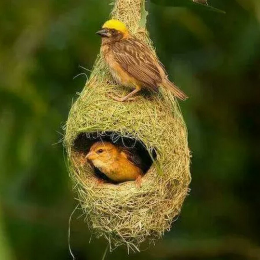 Гнездо синицы