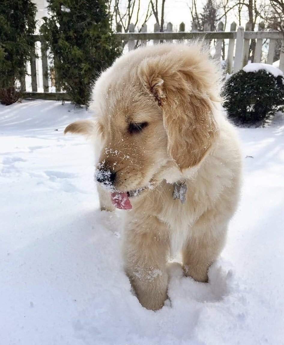 Помесь ретривера и пуделя