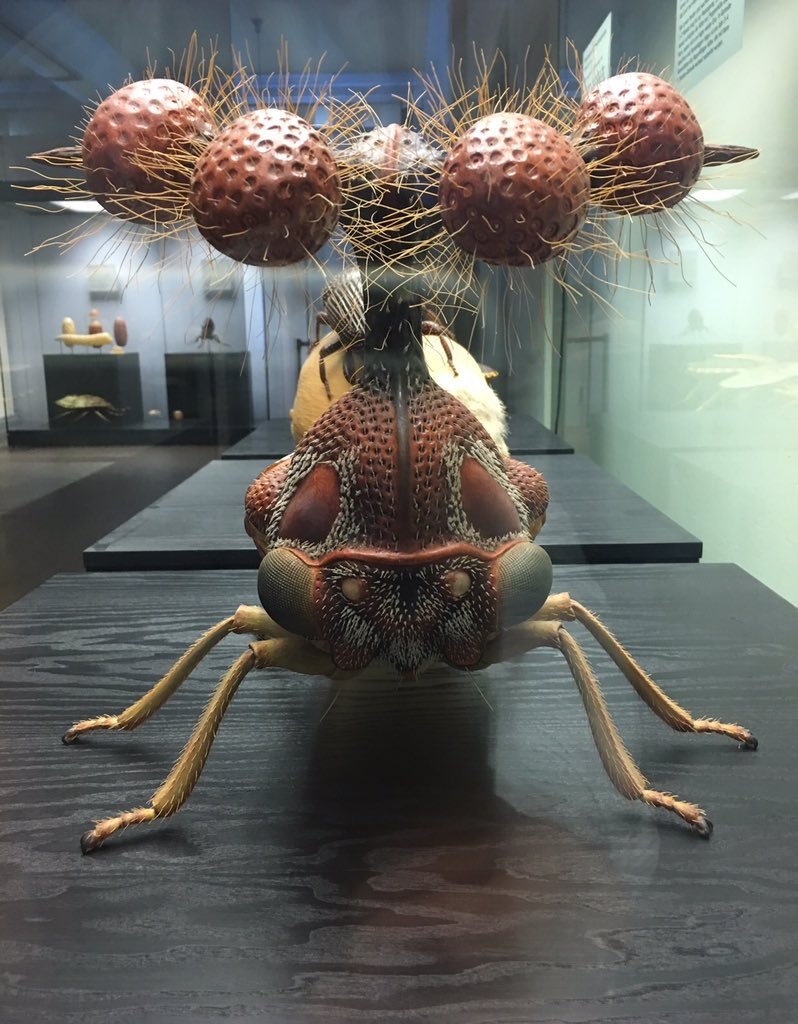 Бразильская Горбатка (Bocydium globulare) размер