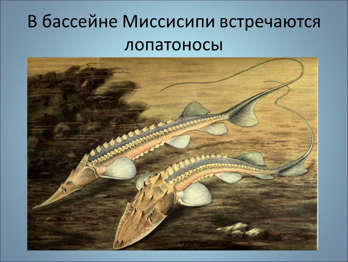 Сырдарьинский лопатонос