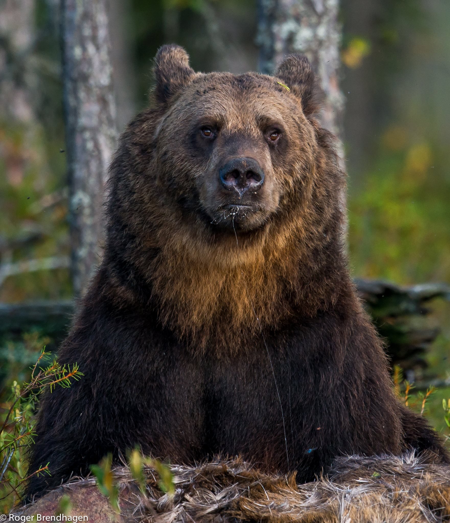 Какой зверь по народной норвежской легенде. Сибирский бурый медведь. Бурый медведь в Финляндии. Сибирский бурый медведь Камчатский бурый медведь. Сибирский бурый медведь фото.