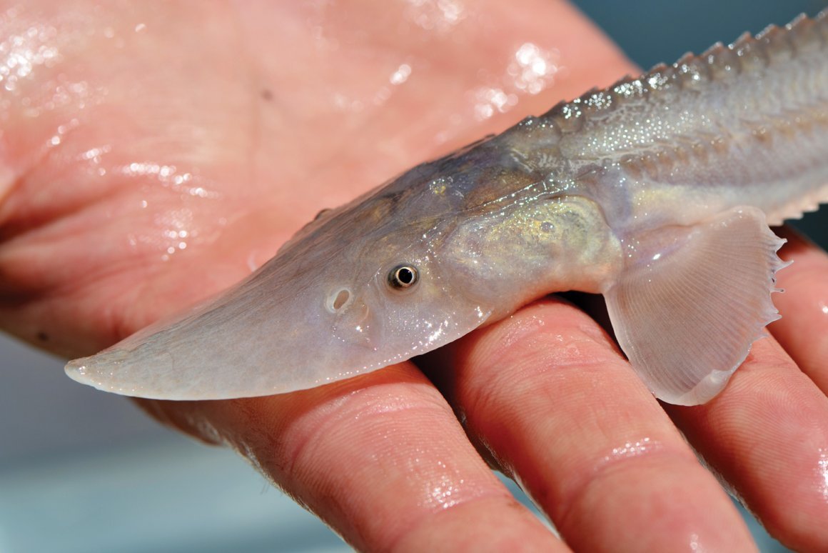 Байкальский осетр