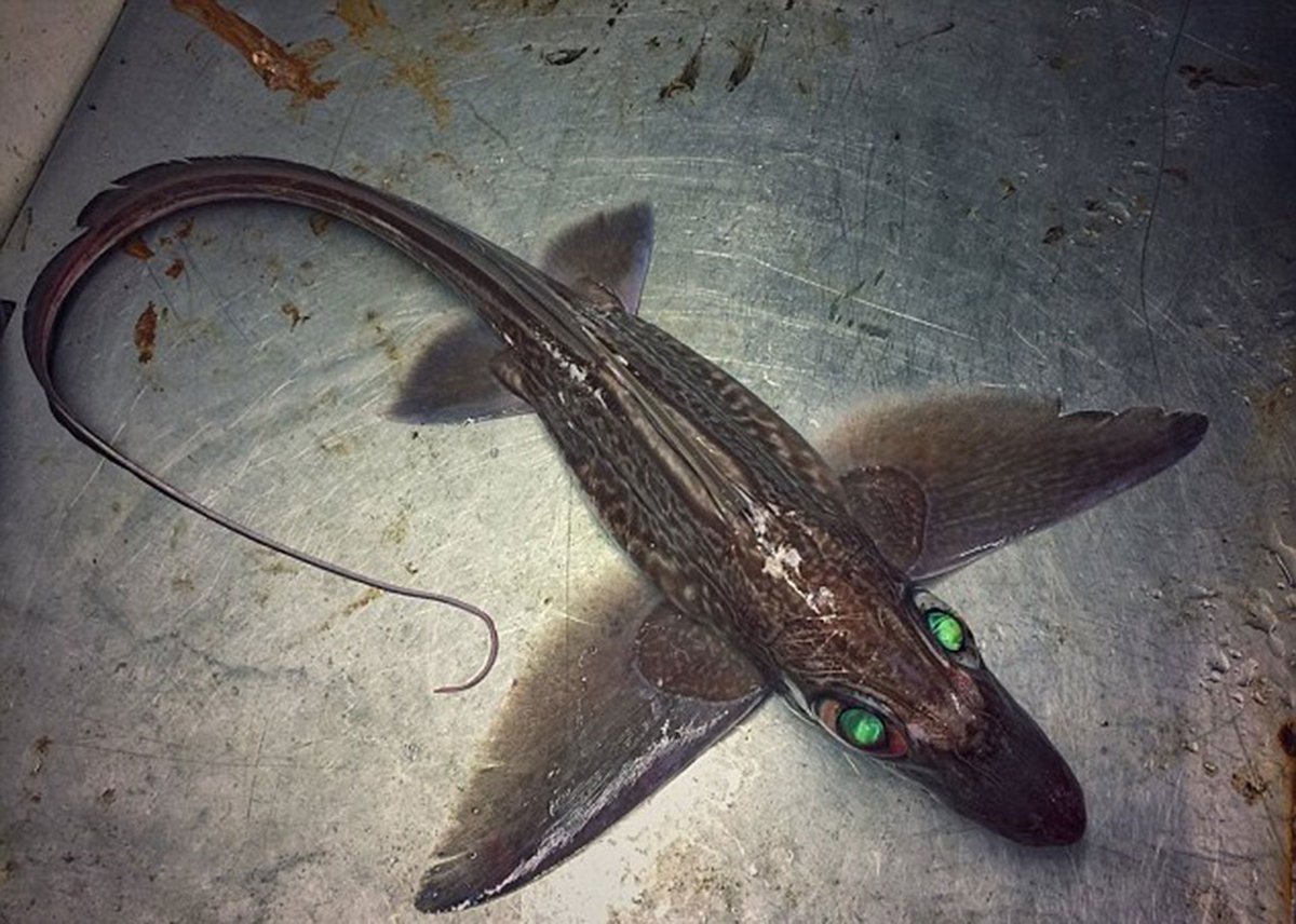 Веслонос альбинос