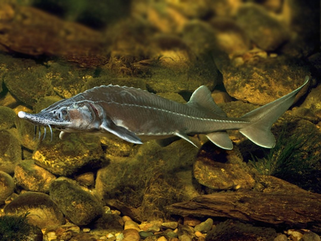 Осетр Белуга севрюга