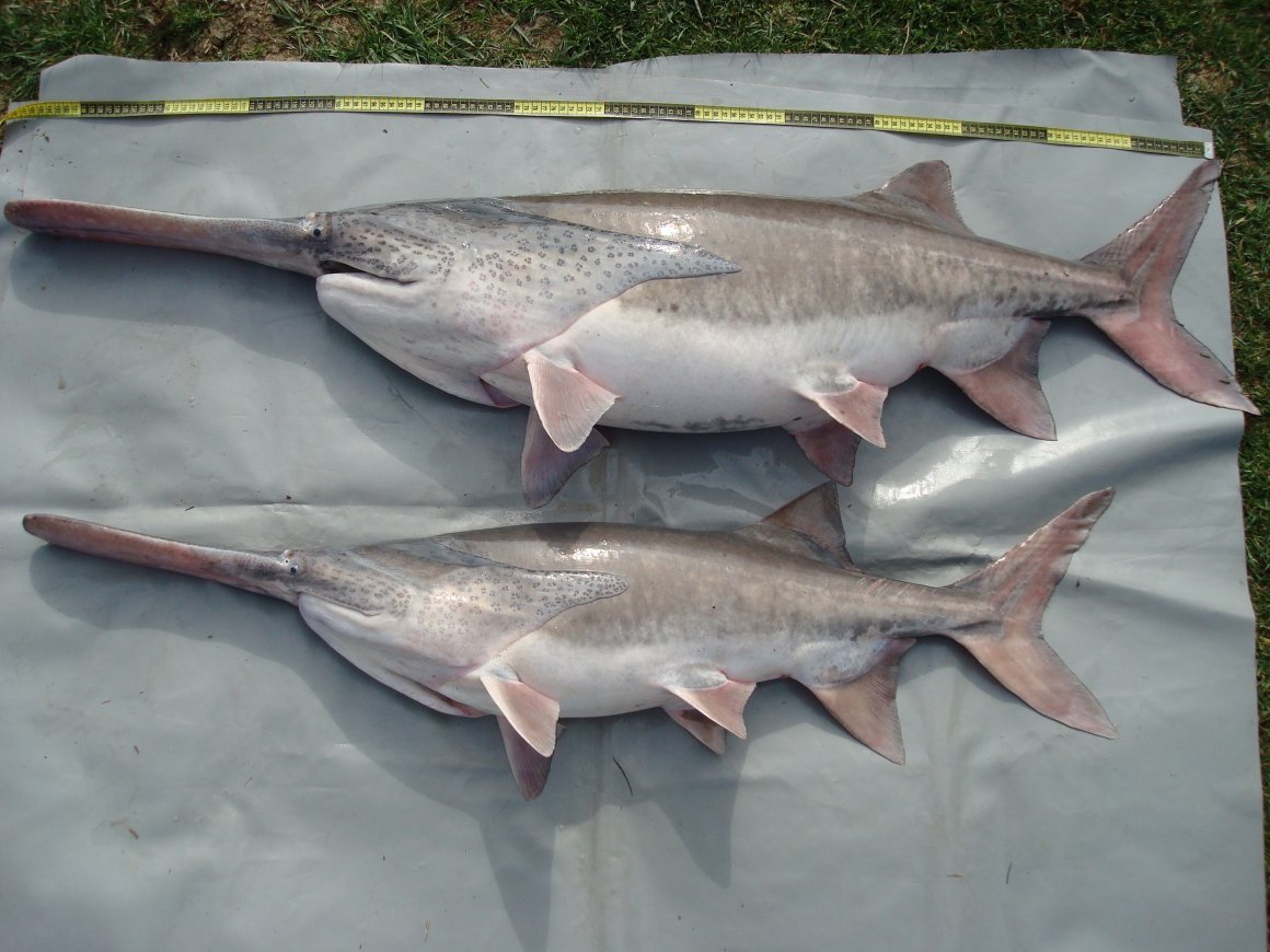 Мраморный протоптер