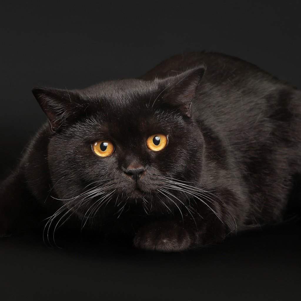 Британец черно белый