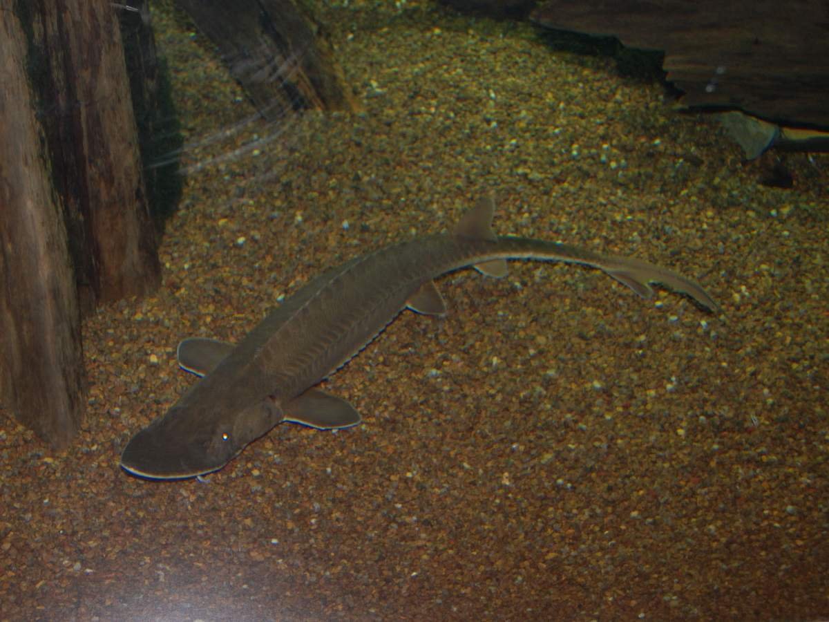 Американский веслонос рыба