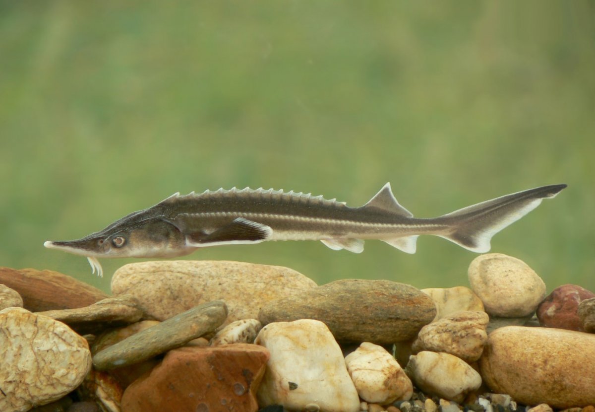 Осётр Сибирский