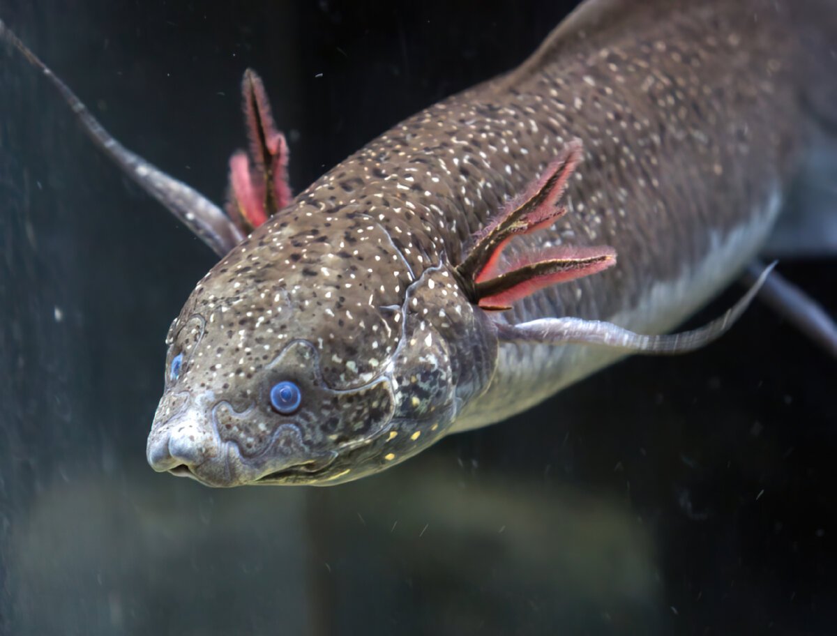 Стерлядь семейство