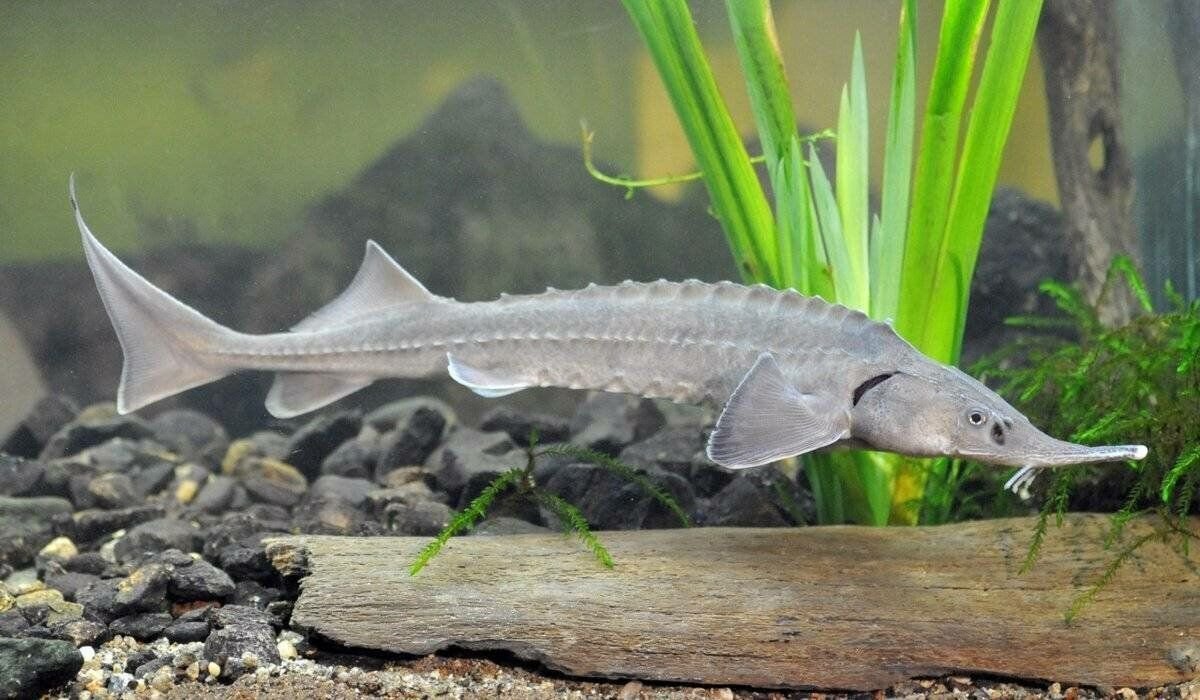 Сырдарьинский лопатонос