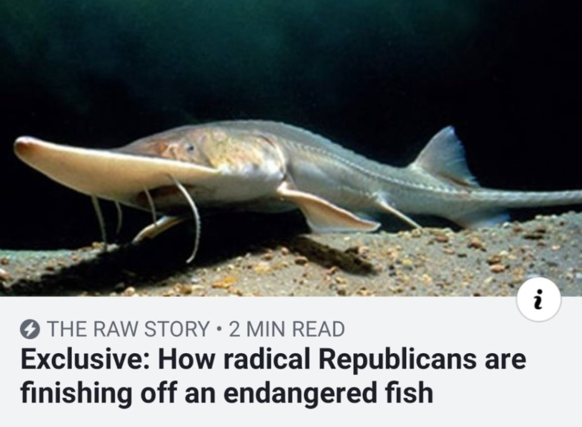 Китайский веслонос рыба