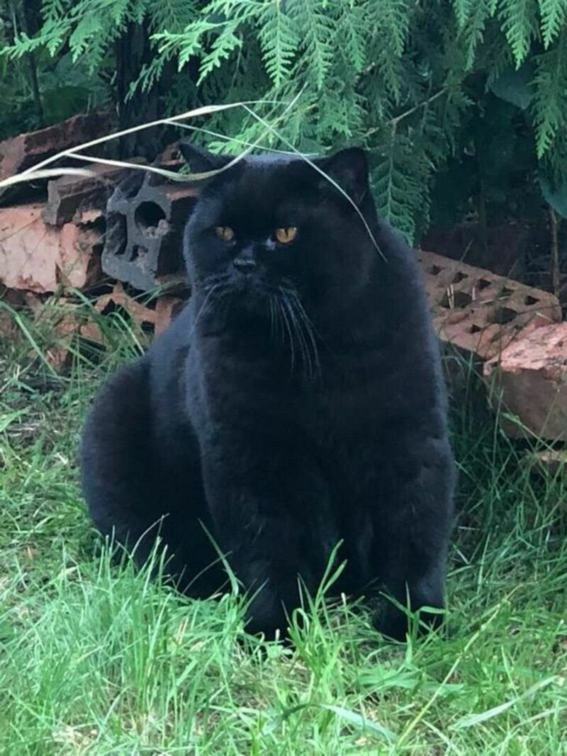 Белая кошка по снегу