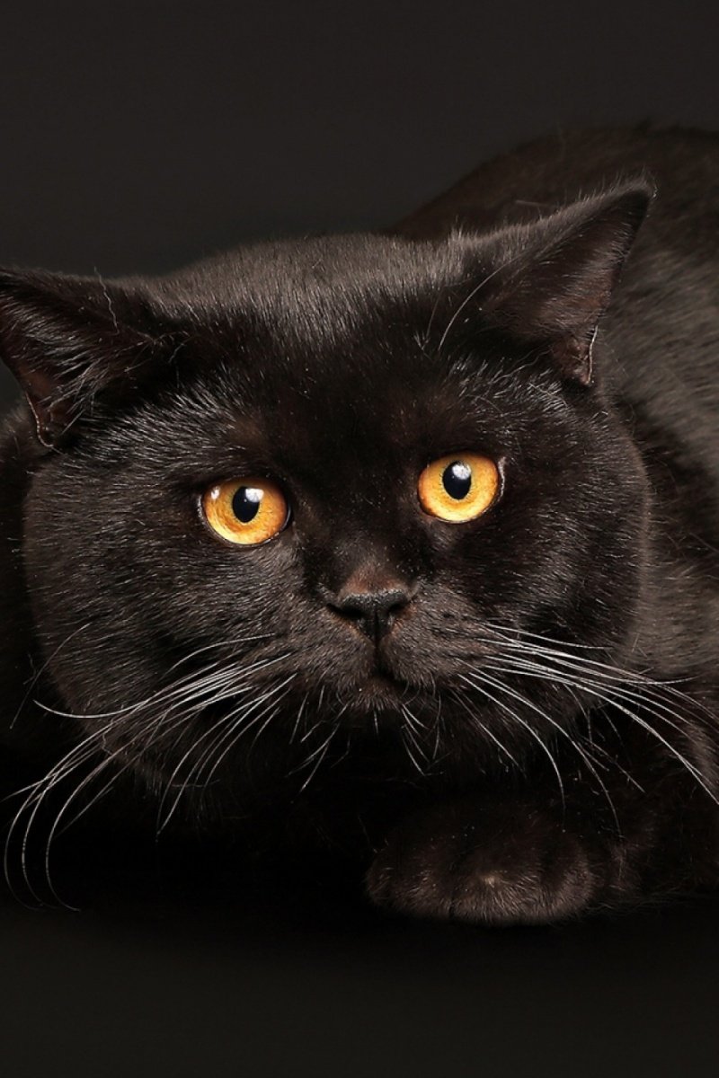 Шотландская вислоухая кошка черная с зелеными глазами