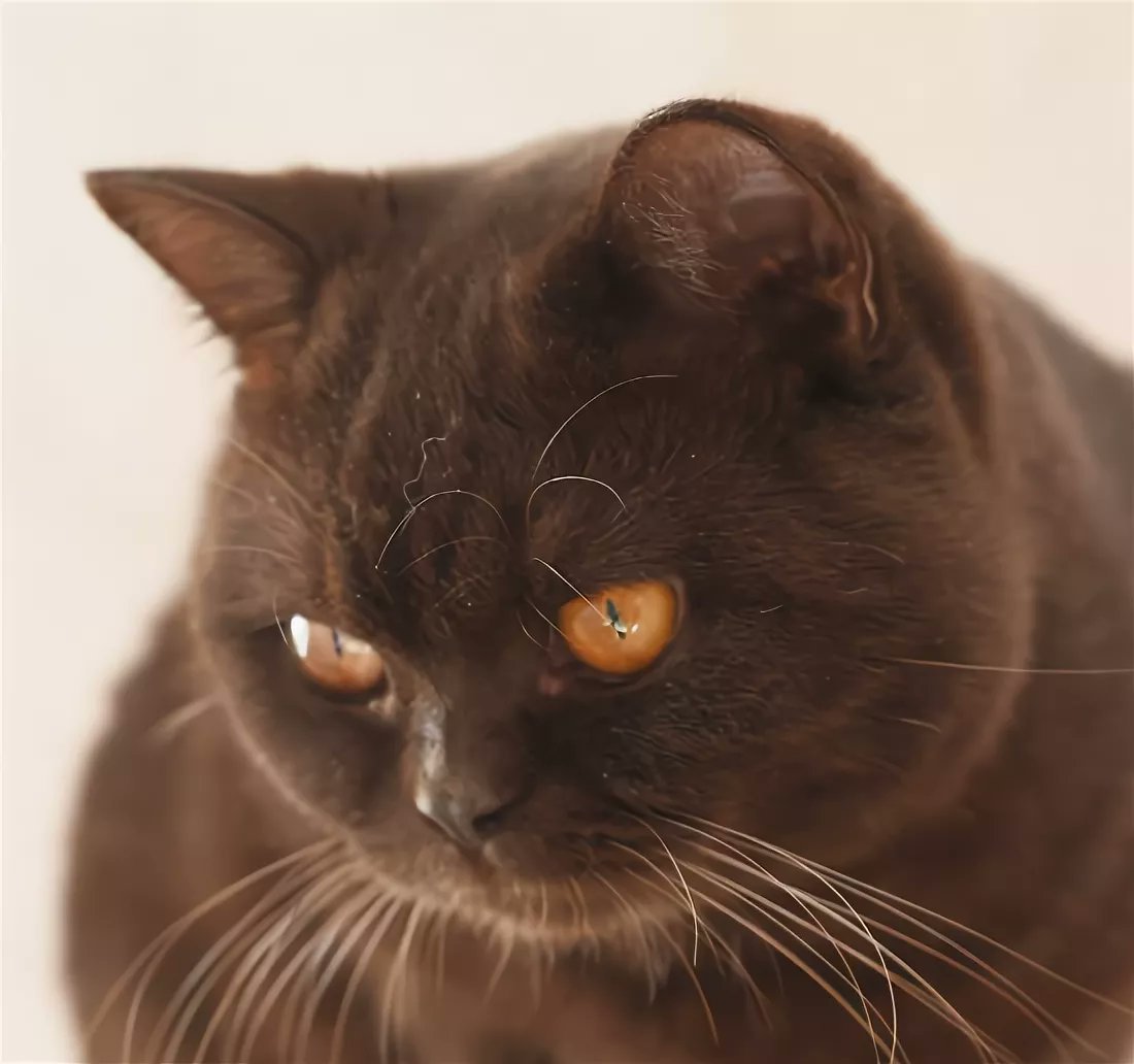 Британский кот Федор Михайлович