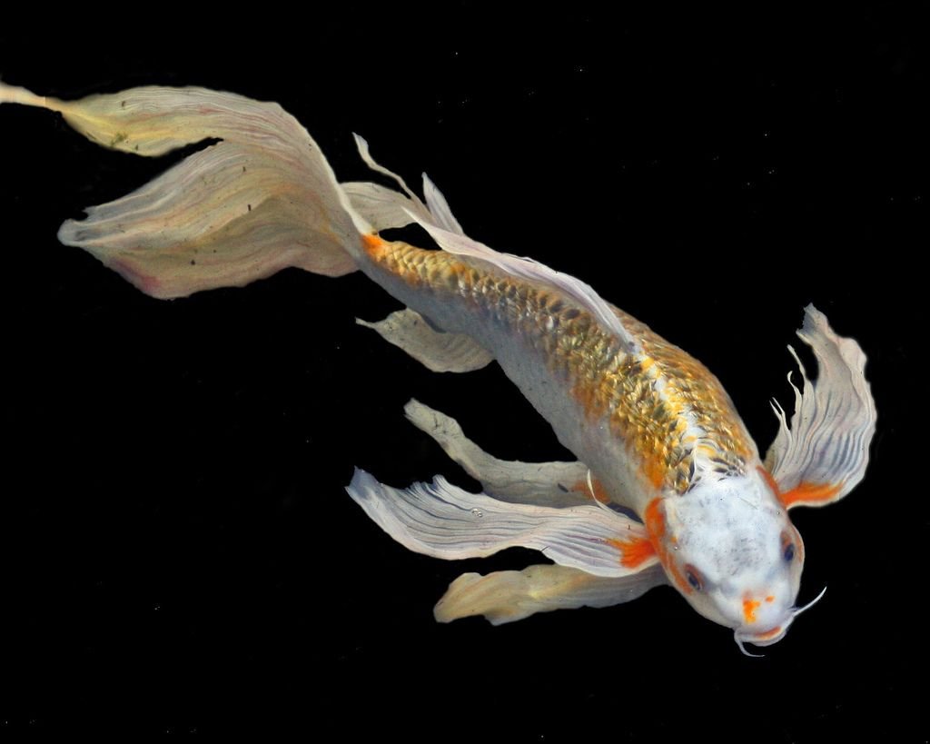 Рыба большеголовый алепизавр