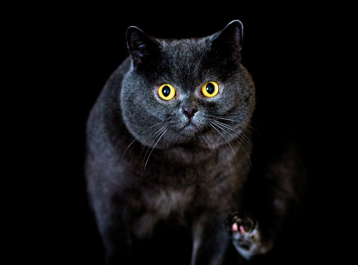 Черный котенок с разными глазами