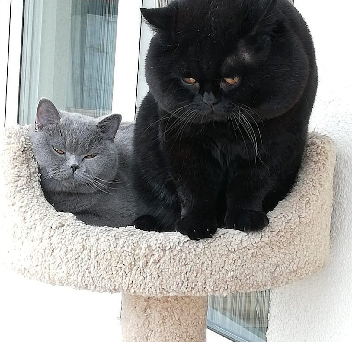 Кот с Двуликим окрасом