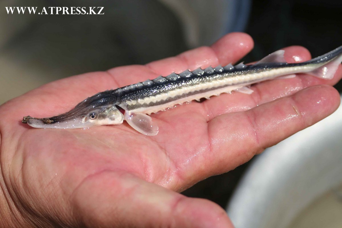 Белуга Черноморская