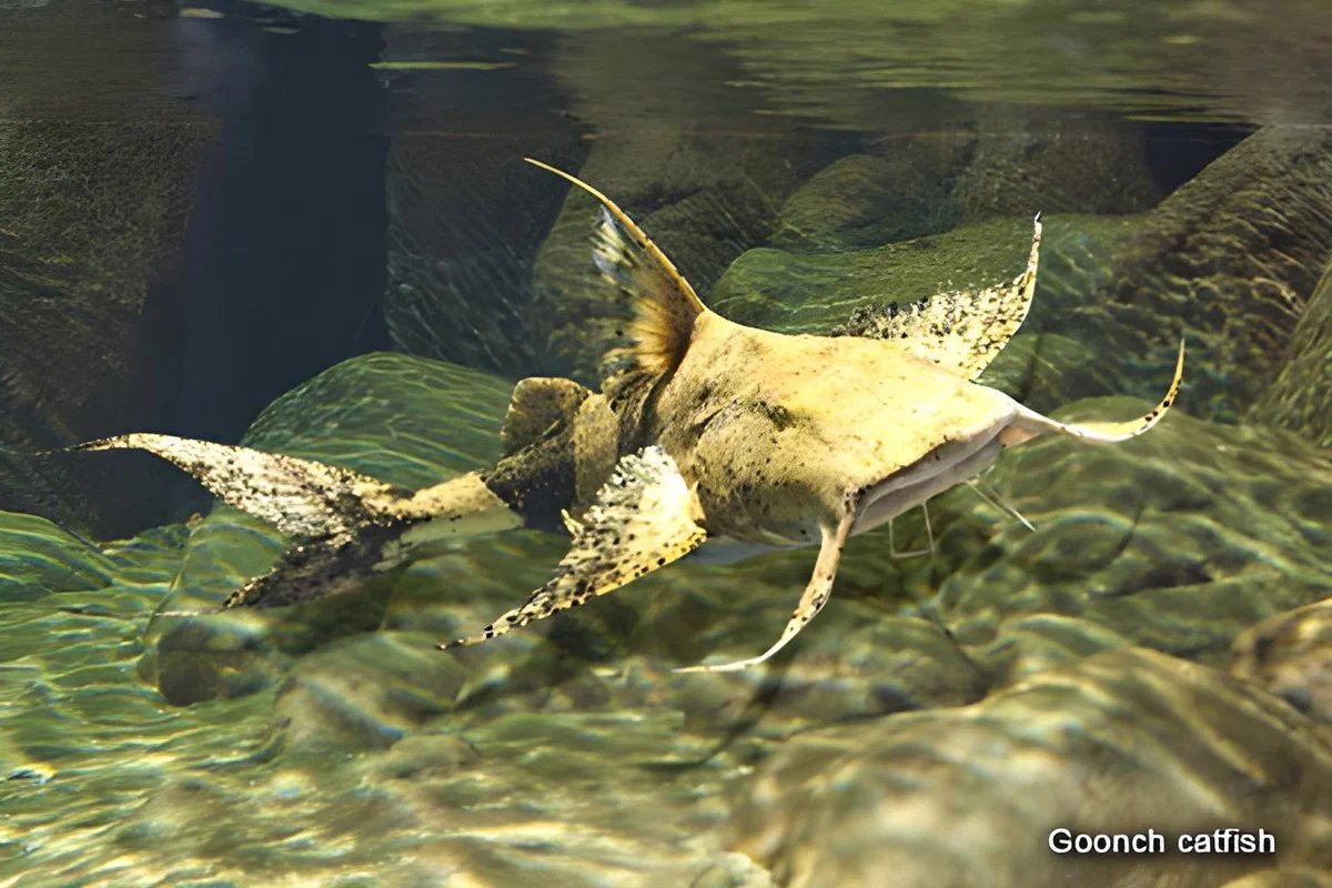Амударьинский большой лопатонос