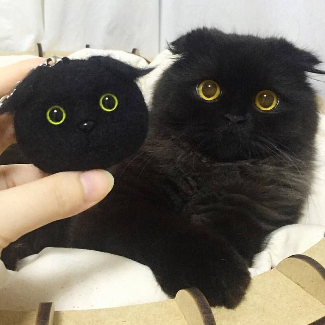 Картезианская кошка черная