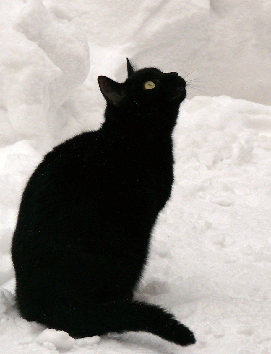 Толстый кот британец