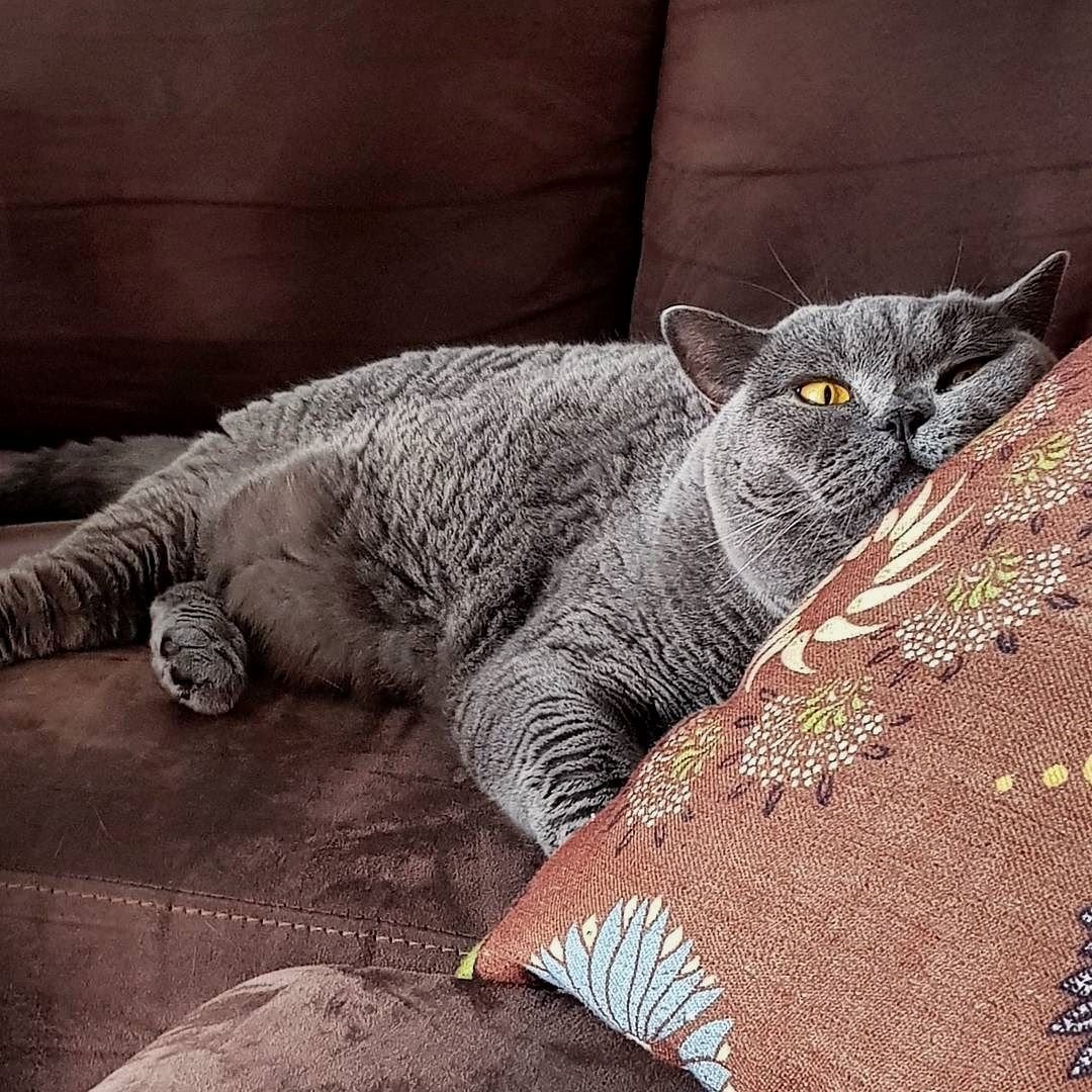 Даш Мем с котом и цветами