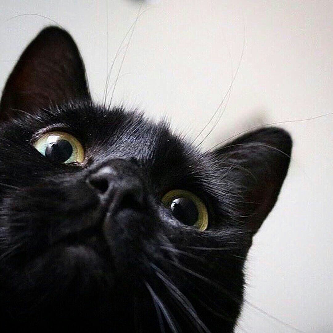 Черный британец