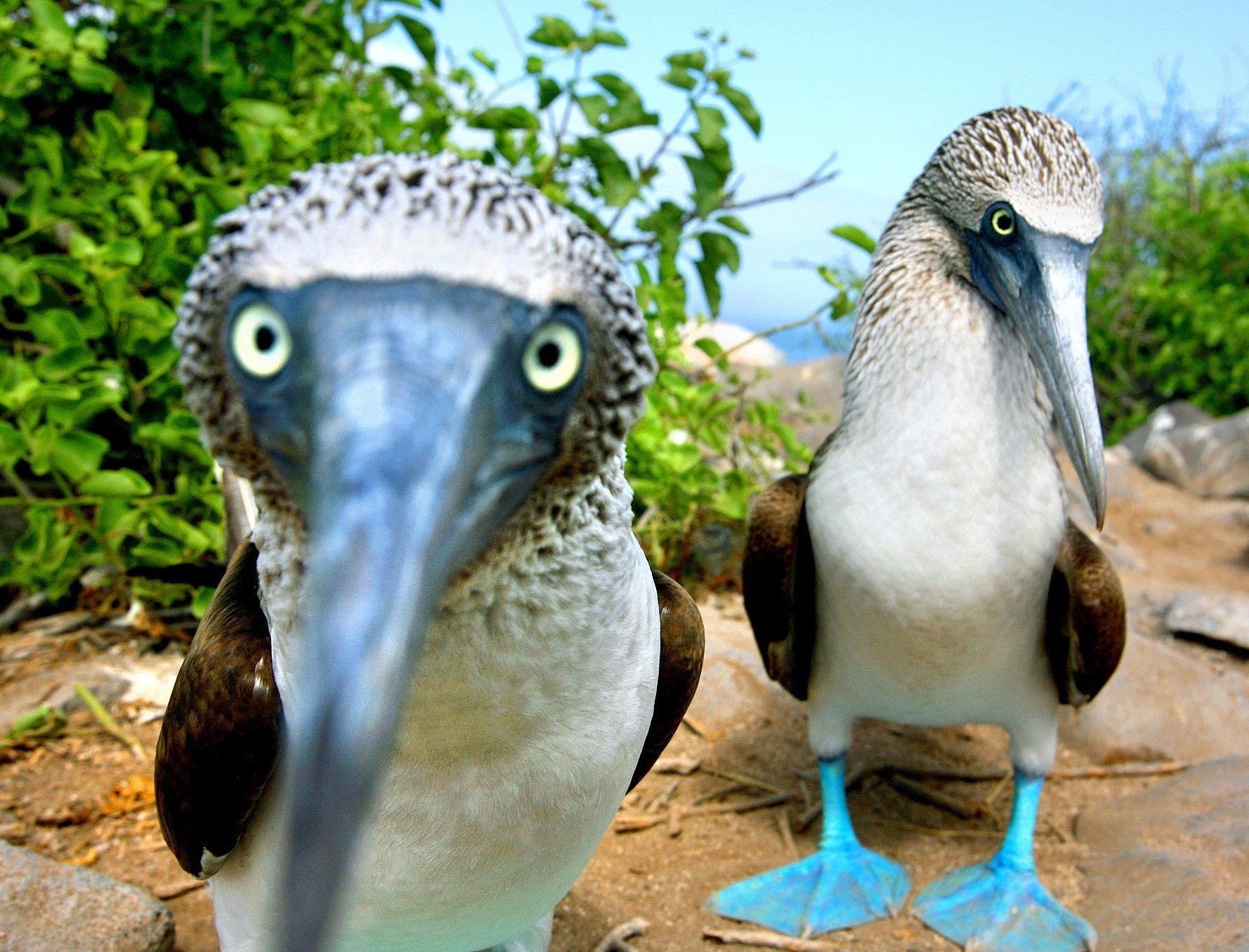 Голубоногая олуша. Галапагосские острова голубоногая олуша. Олуша птица. Голубая олуша. Птицы галапагосских островов