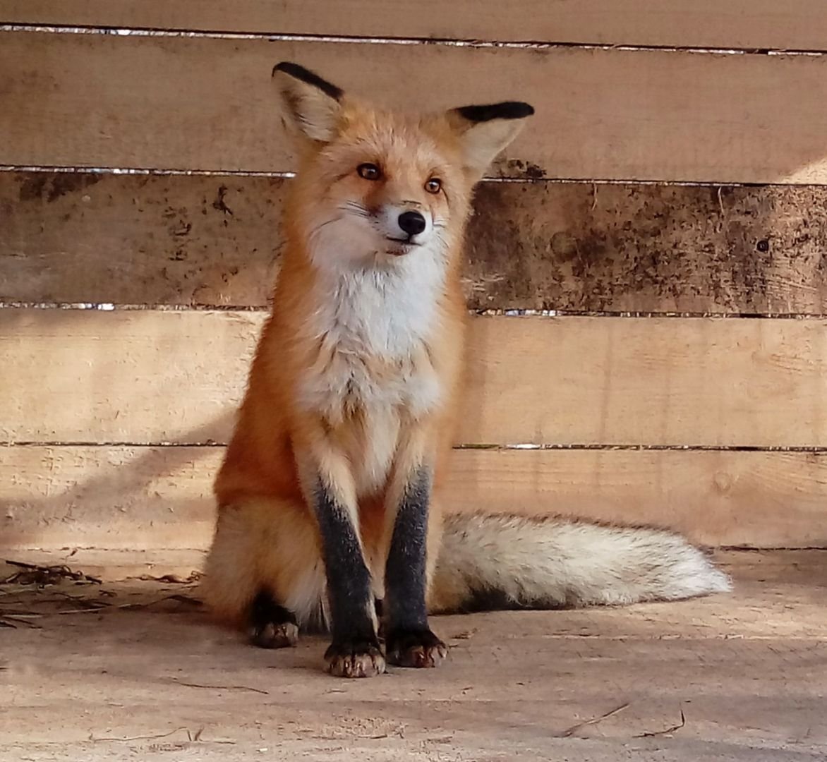 Лиса и кролик