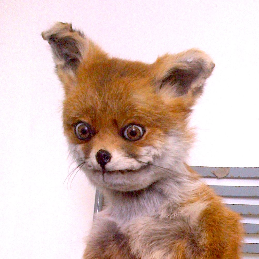 Гималайская лисица