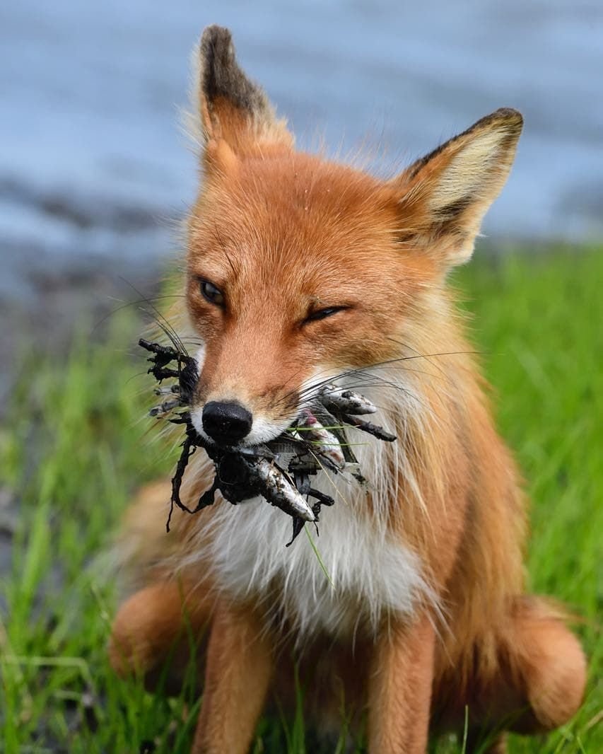 Адель и упоротый Лис