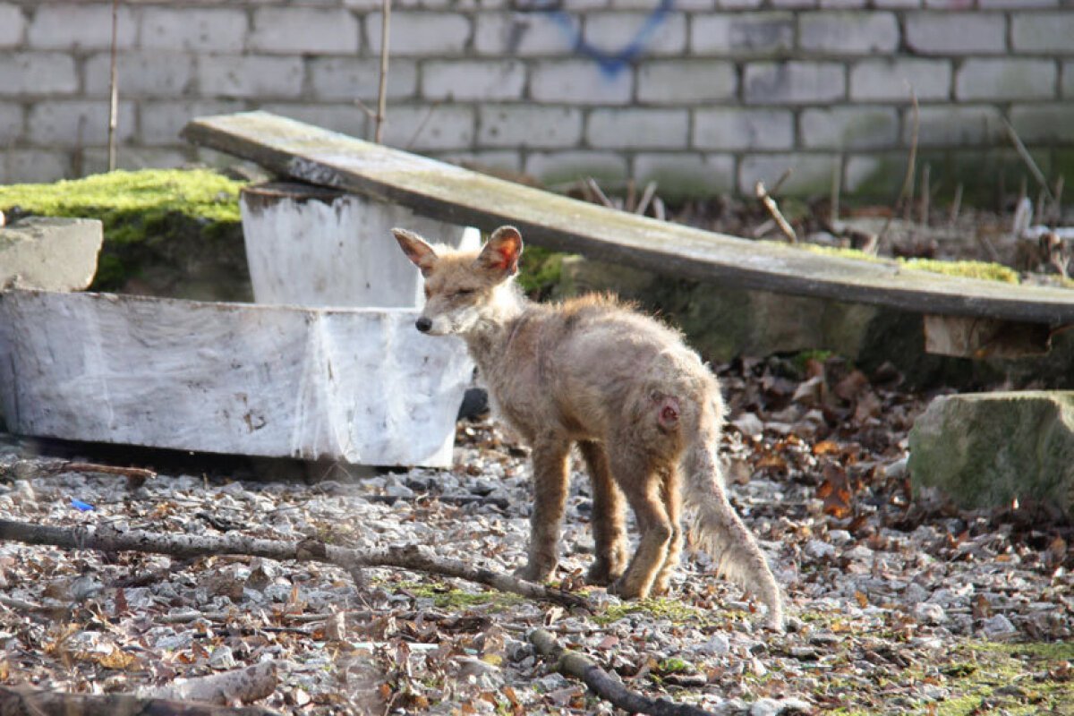 Фенек лысый