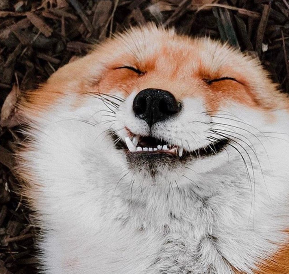 Лиса с пушистым хвостом