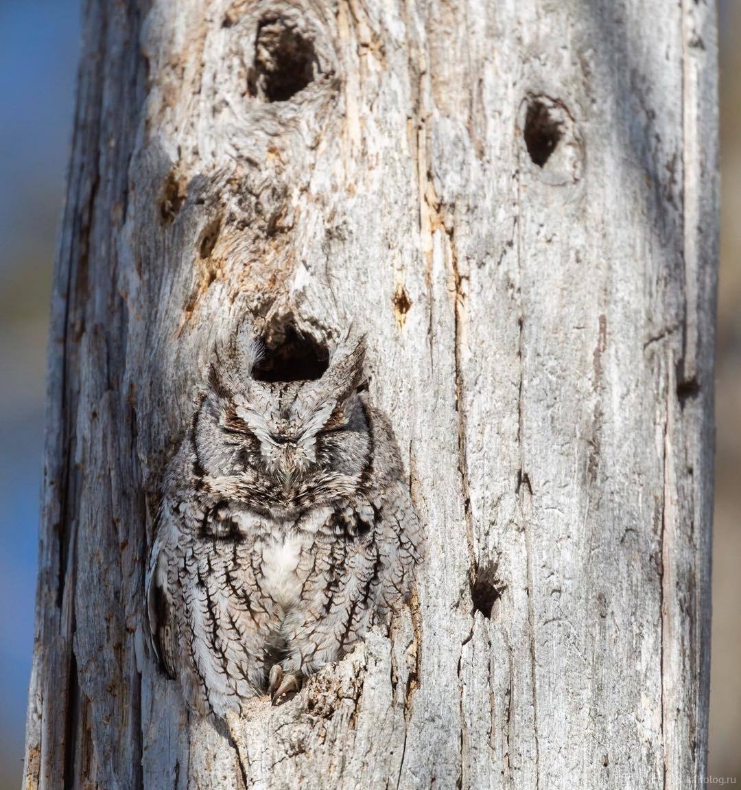 Маскировка Филина