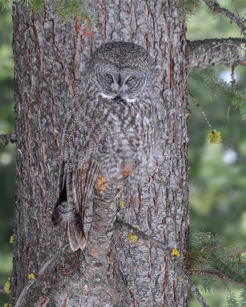 Замаскированный волк
