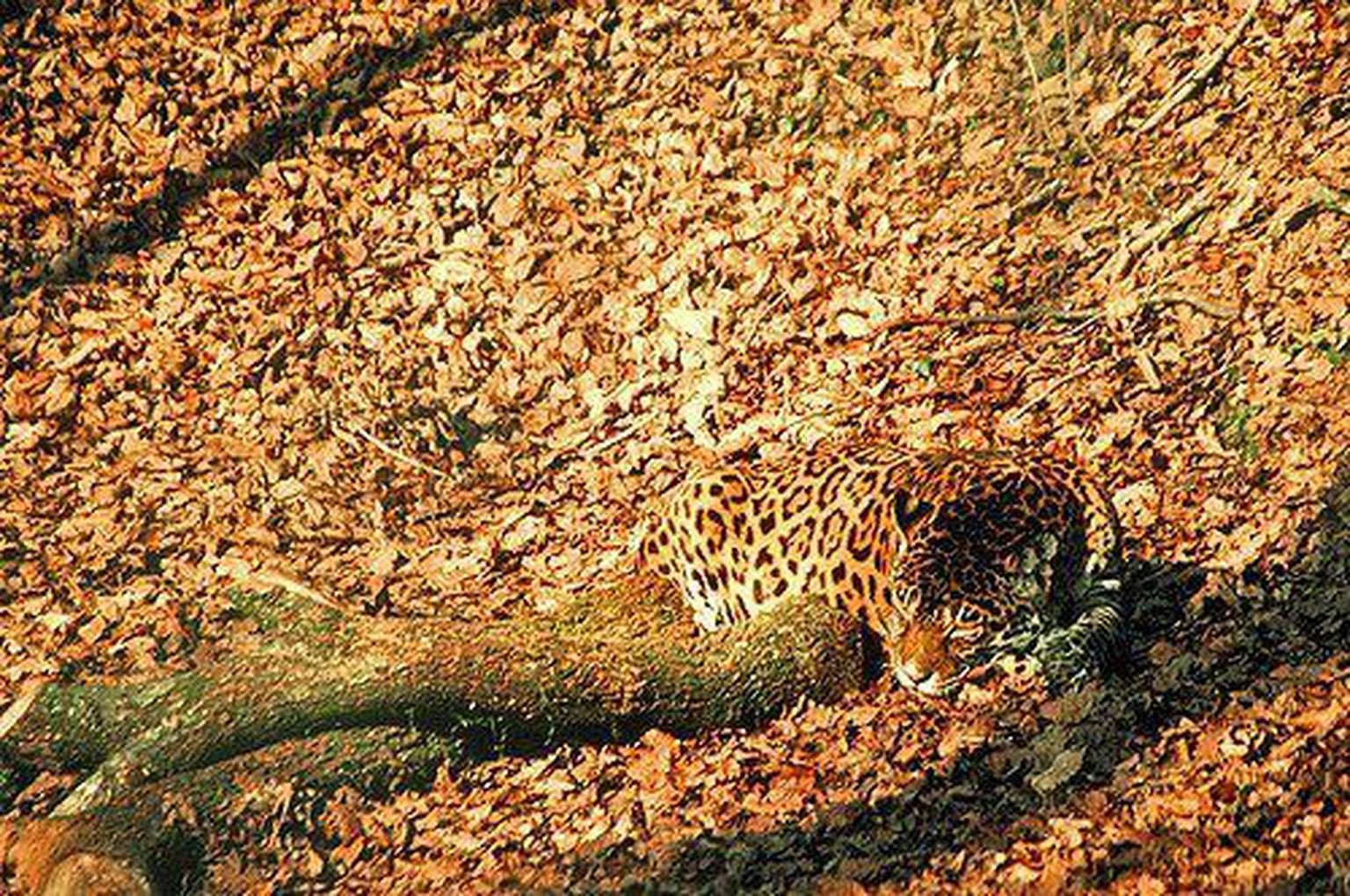 Хорошо замаскированный. Покровительственная окраска леопард. Покровительственная окраска тигр. Мимикрия леопард. Камуфляж животных в природе.